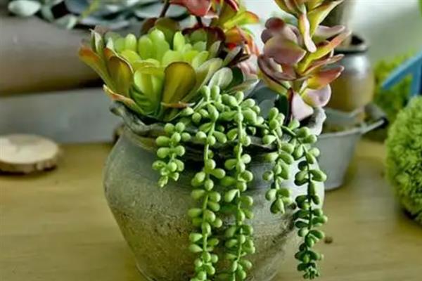 多肉可以防辐射吗，不具有防辐射功能