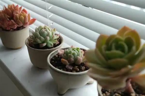 多肉可以防辐射吗，不具有防辐射功能