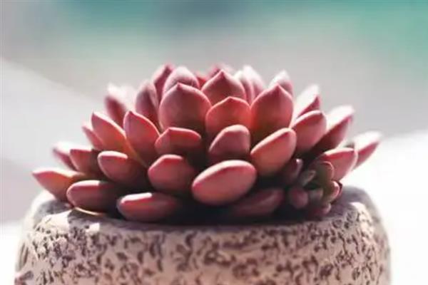 多肉可以防辐射吗，不具有防辐射功能