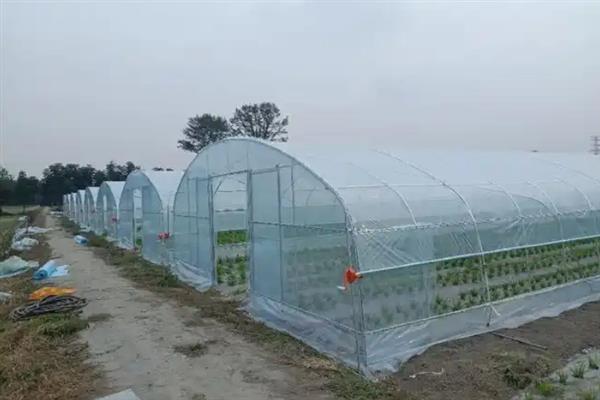 怎么搭建小型简易大棚，在两侧打洞插入竹竿并弯折成拱形