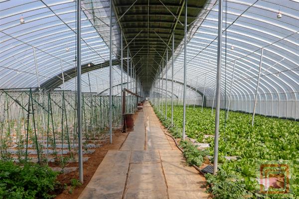 怎么搭建小型简易大棚，在两侧打洞插入竹竿并弯折成拱形