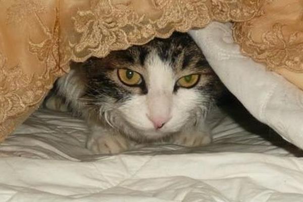 导致猫咪发抖的原因，天气寒冷、患有疾病、感到害怕等因素均会引起
