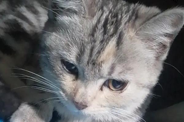 导致猫咪发抖的原因，天气寒冷、患有疾病、感到害怕等因素均会引起
