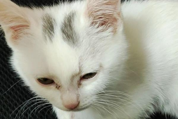导致猫咪发抖的原因，天气寒冷、患有疾病、感到害怕等因素均会引起