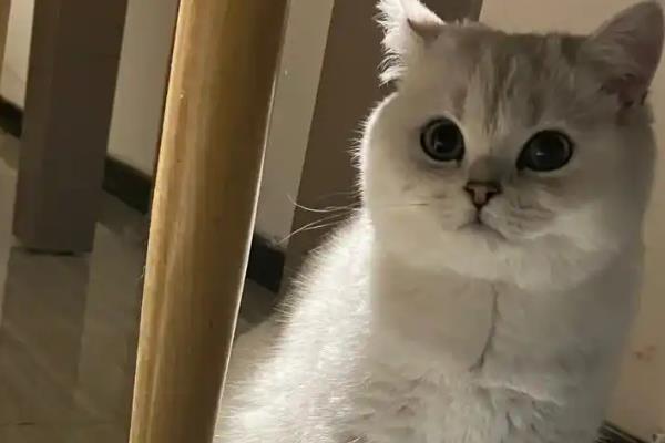 导致猫咪发抖的原因，天气寒冷、患有疾病、感到害怕等因素均会引起
