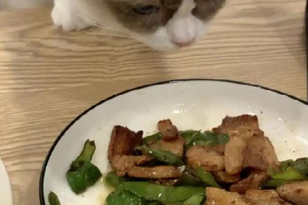 导致猫咪发抖的原因，天气寒冷、患有疾病、感到害怕等因素均会引起
