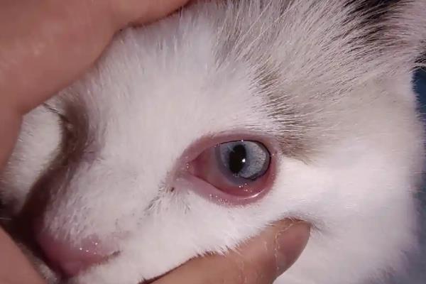 导致猫咪发抖的原因，天气寒冷、患有疾病、感到害怕等因素均会引起