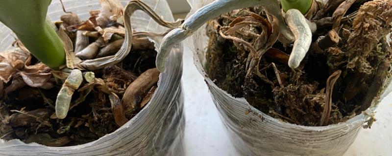 蝴蝶兰根部腐烂怎么处理，需及时将烂根剪掉