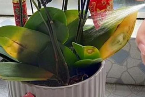 蝴蝶兰根部腐烂怎么处理，需及时将烂根剪掉