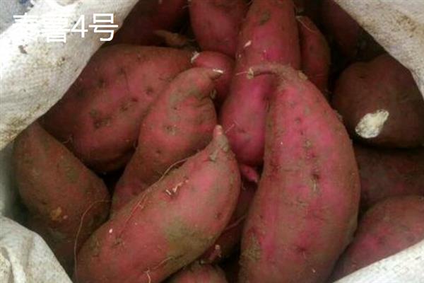 中国哪里的红薯好吃，推荐商薯19、秦薯4号等