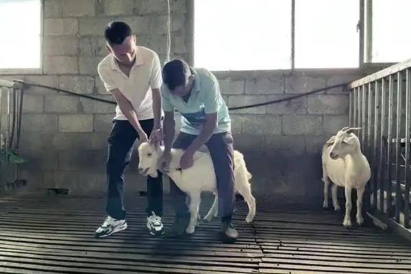 小羊吃猪饲料的后果，容易导致羊的胃部损伤