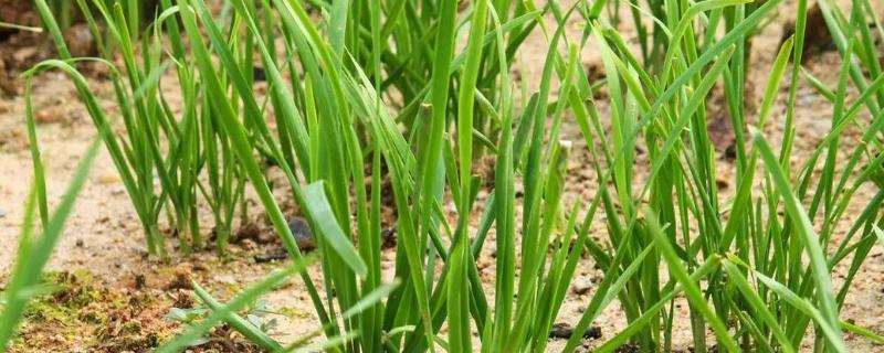 韭菜的播种时间，以3-6月份、立秋前后3天左右为宜