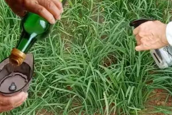 韭菜的播种时间，以3-6月份、立秋前后3天左右为宜