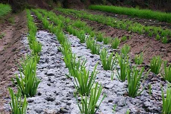 韭菜的播种时间，以3-6月份、立秋前后3天左右为宜