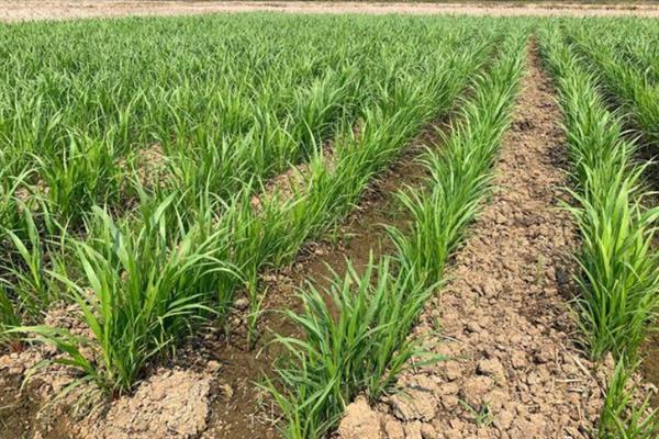 韭菜的播种时间，以3-6月份、立秋前后3天左右为宜