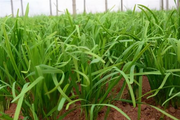 韭菜的播种时间，以3-6月份、立秋前后3天左右为宜