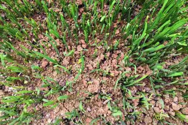 韭菜的播种时间，以3-6月份、立秋前后3天左右为宜
