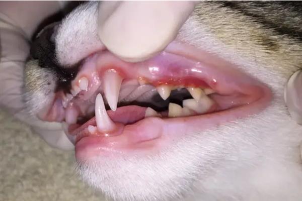 猫狗的口腔病，常见的有牙菌斑、牙结石、齿龈炎等