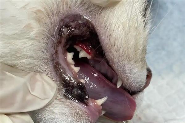 猫狗的口腔病，常见的有牙菌斑、牙结石、齿龈炎等