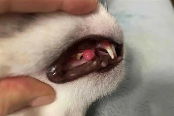 猫狗的口腔病，常见的有牙菌斑、牙结石、齿龈炎等