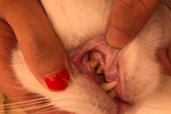 猫狗的口腔病，常见的有牙菌斑、牙结石、齿龈炎等