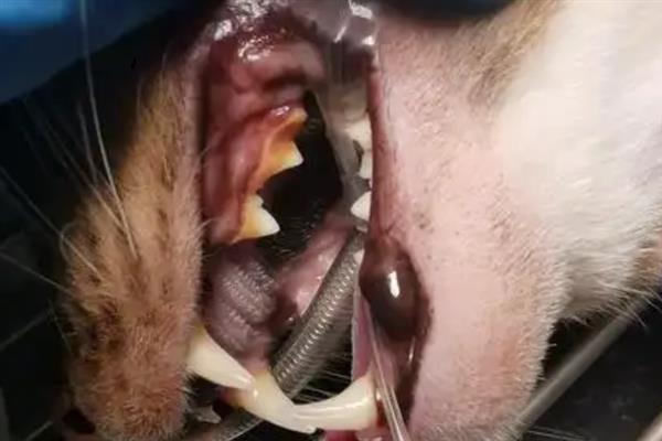 猫狗的口腔病，常见的有牙菌斑、牙结石、齿龈炎等