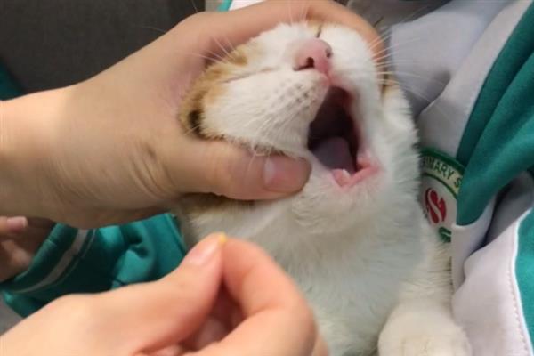 猫狗的口腔病，常见的有牙菌斑、牙结石、齿龈炎等