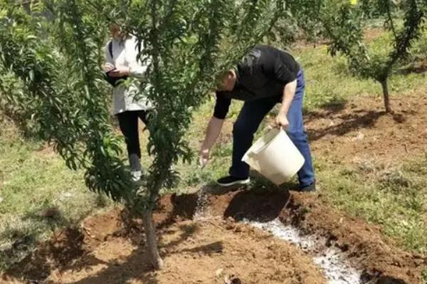 怎么栽培甜柿子，盛花期要喷施尿素和硼砂混合液