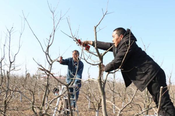 怎么栽培甜柿子，盛花期要喷施尿素和硼砂混合液