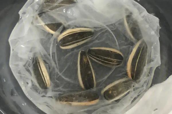 向日葵小盆栽的种植方法，播种后要覆土并浇水保湿