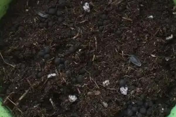 向日葵小盆栽的种植方法，播种后要覆土并浇水保湿