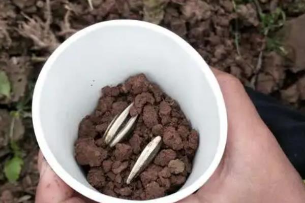向日葵小盆栽的种植方法，播种后要覆土并浇水保湿