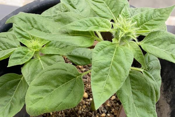 向日葵小盆栽的种植方法，播种后要覆土并浇水保湿