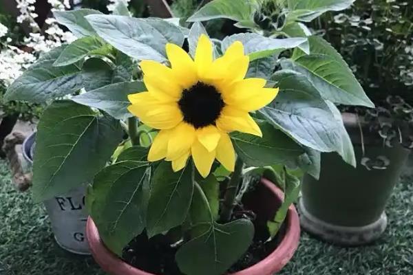 向日葵小盆栽的种植方法，播种后要覆土并浇水保湿