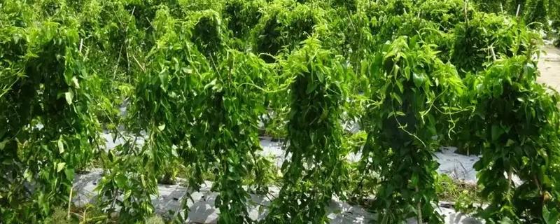山药种植的关键点，基肥一定要充足