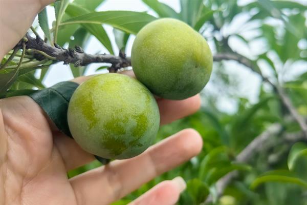摘李子的适宜时间，一般为6-9月份