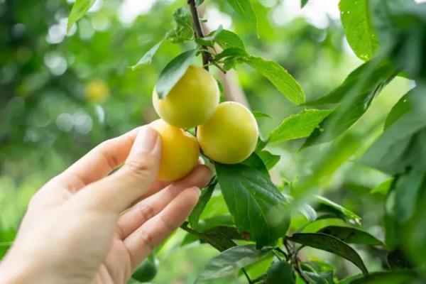 摘李子的适宜时间，一般为6-9月份