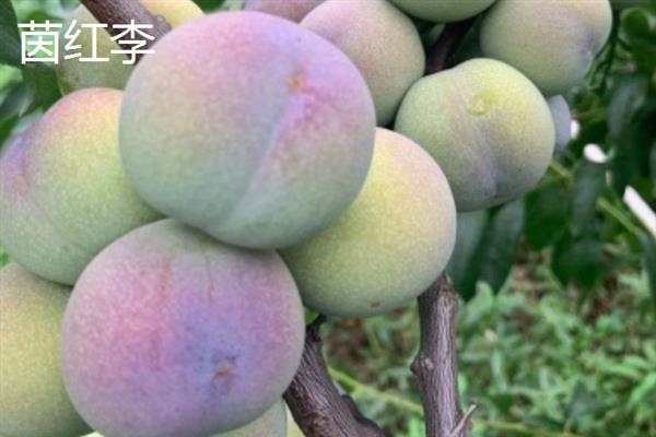 摘李子的适宜时间，一般为6-9月份