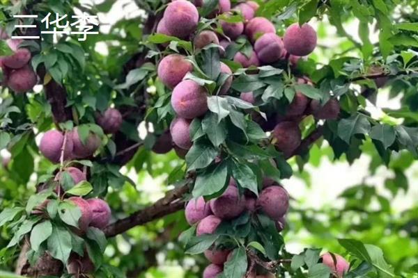 摘李子的适宜时间，一般为6-9月份