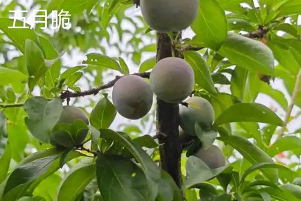 摘李子的适宜时间，一般为6-9月份