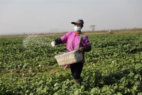 绿色蔬菜要施用化肥吗，绿色蔬菜也可以施用化肥