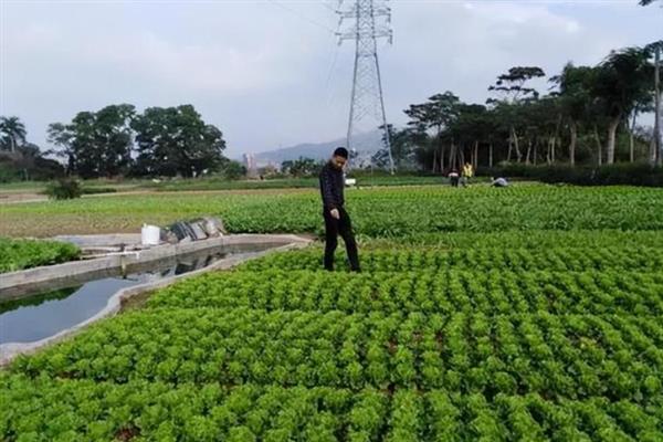 绿色蔬菜要施用化肥吗，绿色蔬菜也可以施用化肥