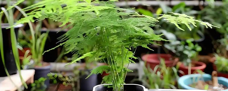 文竹叶片可以喷水吗，文竹的叶片可以喷水