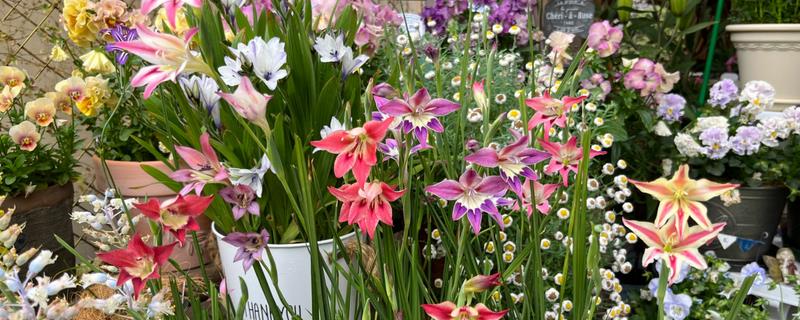 剑兰该如何繁殖，可播种或分球繁殖