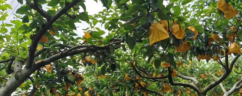 黄金梨的栽培方法，选择水源条件较好的沙壤土地种植