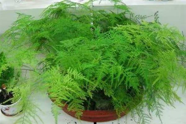文竹怎么繁殖，可播种繁殖也可分株繁殖