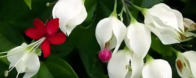 龙吐珠怎么养才能开花多，要按时摘心