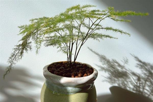 文竹叶片可以喷水吗，文竹的叶片可以喷水