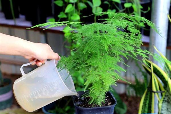 文竹叶片可以喷水吗，文竹的叶片可以喷水