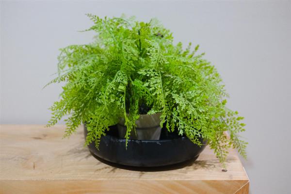 文竹叶片可以喷水吗，文竹的叶片可以喷水